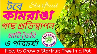 কামরাঙা গাছের প্রতিস্থাপন সম্পূর্ণ মাটি তৈরি ও পরিচর্যা। How To Grow A Starfruit Plant And Care।