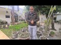 ayurvedic herb punarnava properties uses actions explained by dr. vikram chauhan planet ayurveda