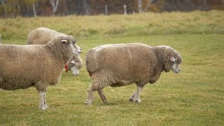 聖火ランナーの物語と巡る 北海道