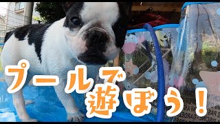 自粛も楽しむ！家のプールで夏を満喫する犬！