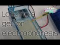 Loading a gel for electrophoresis | Practical Skills Revision for Biology A-Level and IB