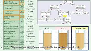 Identification of unknown bacteria using dichotomous key-Part 1