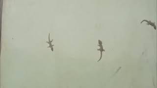 A lots of Lizard on the wall , ជីងចក់នៅលើជញ្ជាំង​ ចាប់ចំនី