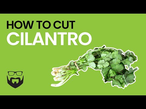 How to Cut Cilantro How to Cut Cilantro