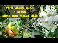 panen Jambu madu di kebun jambu madu sukma utari || desa Makmur Jaya