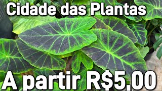 Plantas a partir R$5,00 - Cidade das Flores