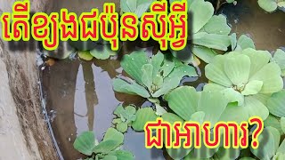 តើខ្យងជប៉ុនស៊ីអ្វីជាអាហារ?