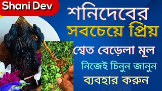 শনিদেবের সবচেয়ে প্রিয় শ্বেত বেড়ালা মূল |কারা কিভাবে ব্যবহার করবেন@kulaviarup