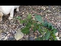 cats love this plant 💚 acalypha indica 💚 nature and nature sounds