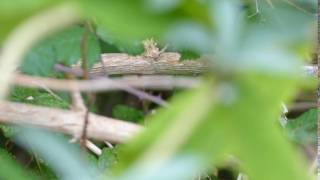 Blyths reed Warbler calling