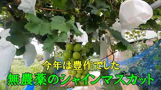 豊作！無農薬のシャインマスカットを収穫しました　家庭菜園