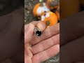 SNAKESHOT CCI SHOTSHELL IN 40 CAL - AMMO TESTING ON PUMKIN AND PAPER