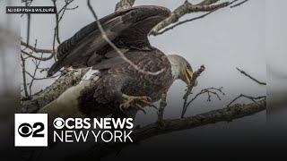 N.J. bald eagle population sees slight decline, report says