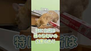 【必見】猫さんがイタズラする理由3選！【猫の雑学】 #shorts