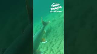 Underwater Lake Trout Attack #shorts