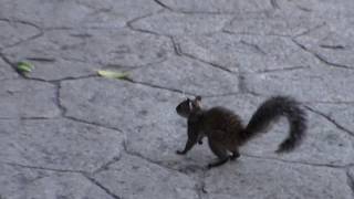 Jungle squirrel @ Occidental Grand Xcaret