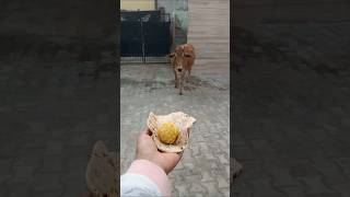 प्यारी बछिया #cow #ytshorts #gaumata #youtubeshorts #trendingshorts #calf #shorts #cristianoronaldo