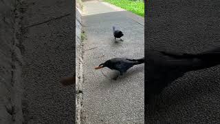 カラスさんとカロリーメイト😁😁😁wwwwww