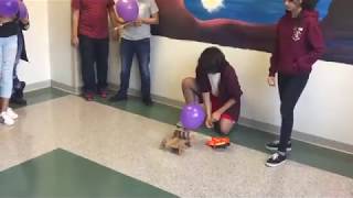 Engineering Competition: Balloon Car