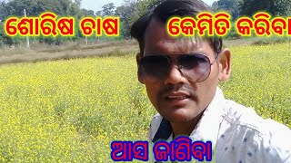 ଶୋରିଷ ଚାଷ କେମିତି କରିବେ/how to cultivate mustard||Sorisha chasa|/Gaonlia farming odisha||