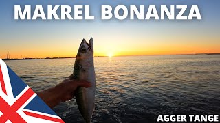 Mackerel bonanza on the west coast of Jutland! - Agger Tange