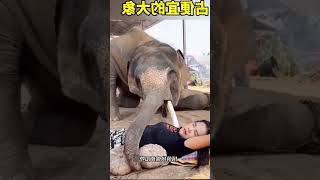 মেয়েটির সাথে হাতি কি 😳 | #হাতি #elephant #animals #bhilai #tiktok #india #safari #wildlife #shorts