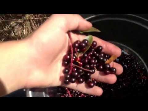 Wild choke cherry syrup Wild choke cherry syrup