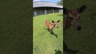 奈良公園　人間慣れしてない警戒心が強い鹿に鹿せんべいあげた