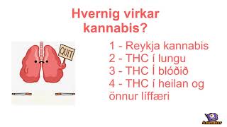 Heilavika 2018 - Kannabis