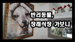 [간다新]반려동물 장례식장 가보니