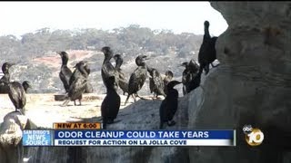 Letter to governor urges quick action on La Jolla Cove odor