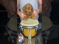 Cute puppy drums #puppy #dog #funny