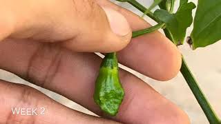 Ghost Pepper(BHUT JOLOKIA) RIPENING Time Lapse