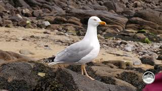 Silbermöwe | European herring gull (Îles Chausey)