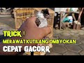 Ternyata Mudah MERAWAT Burung KUTILANG OMBYOKAN Giras Agar Cepat GACOR Dengan Cara Seperti Ini