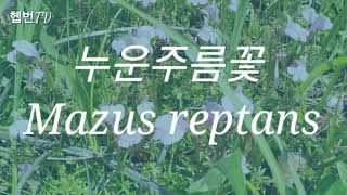 🌳 Hepburn's garden 🌳         🍃 누운 주름꽃 Mazus reptans  🍃 민화작가의 뜨락 🍃 통영 바다 정원 여행 🍃