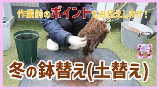 【鉢バラ植替え】冬の植替え(土替え)、ポイントと共にお伝えします！