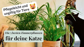 Die 5 besten katzenfreundlichen Zimmerpflanzen: Ungiftig \u0026 nicht scharfkantig