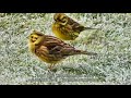 yellowhammers visit the garden