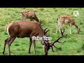 दो हिरनों की अद्भुत सुन्दर कहानी two deer story motivation story deer motivation story