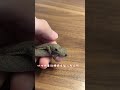 おんぶヤモリ🦎 shorts ニホンヤモリ ヤモリ