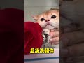 我喜翻你！就是喜翻你！ cat cats 寵物 貓貓 短腿貓 萌寵 catlover 踩奶 歌曲 可愛い猫 可愛い 蠢萌 小貓咪 治愈 catvideos