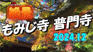 【絶景 紅葉】もみじ寺 普門寺