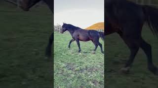 Жеребец - производитель Карачаевской породы Озорной#horse