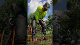 ajustando la silla de trepa de árboles