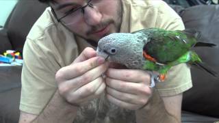 Parrots Enjoying Beak Scratches and Handling