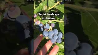 Wow! Beginilah penampakan buah yang unik bentuknya #fruit