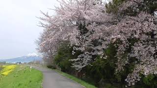 川部熊野宮　桜【青森県・田舎館村】　2021.04.24