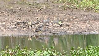 Wilsons' Snipes feeding in the mud / Bécasses de Wilsons mangeant dans la boue