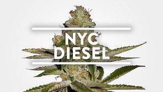 NYC Diesel Strain Information | MSNL